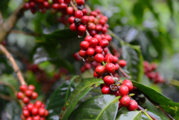 Tour Café Monteverde photo 4